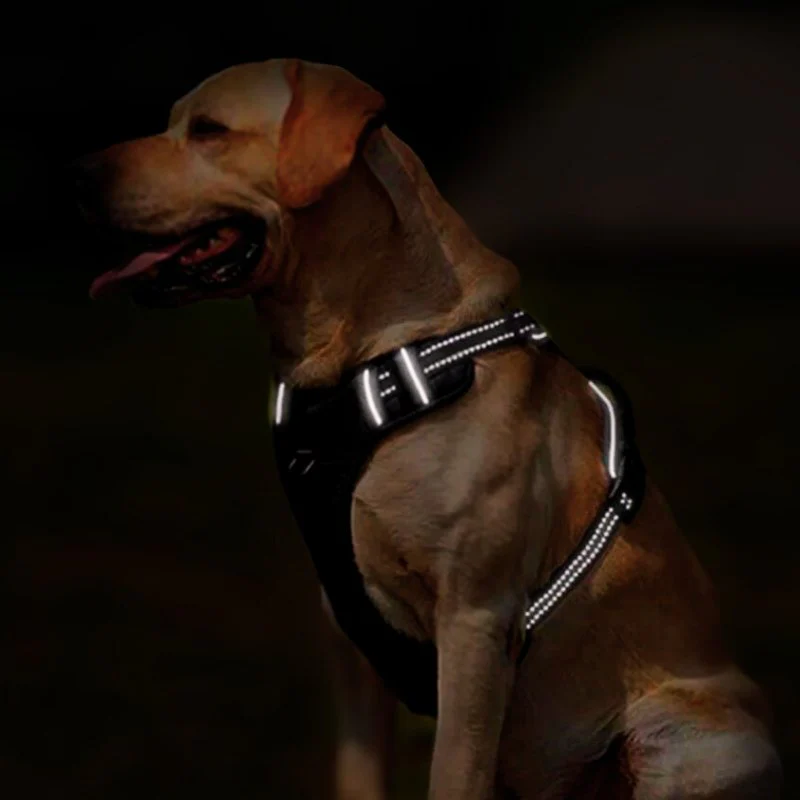 HARNAIS ANTI-TRACTION RÉFLÉCHISSANT – Image 3