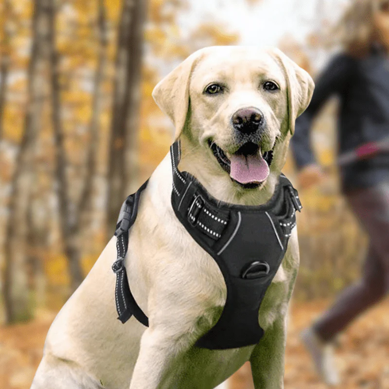 HARNAIS ANTI-TRACTION RÉFLÉCHISSANT – Image 8