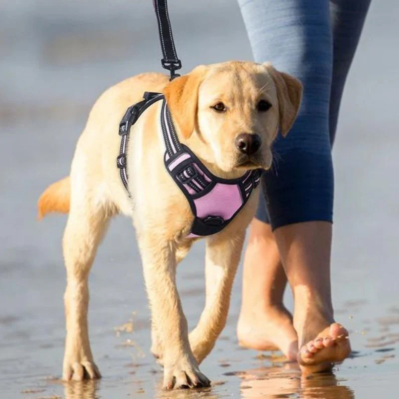 HARNAIS ANTI-TRACTION RÉFLÉCHISSANT – Image 5