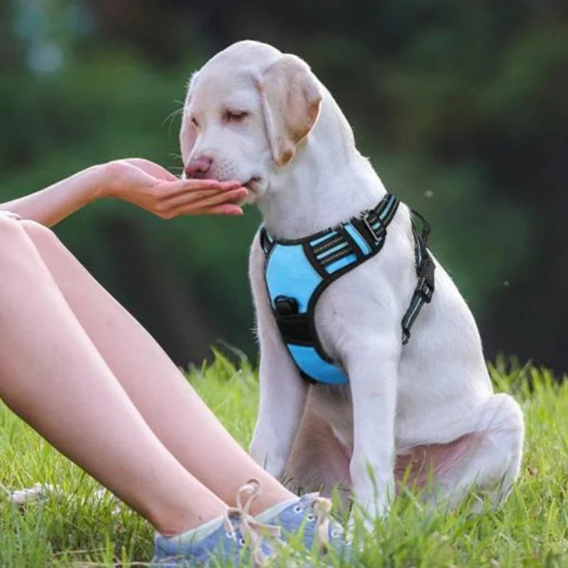 HARNAIS ANTI-TRACTION RÉFLÉCHISSANT – Image 4