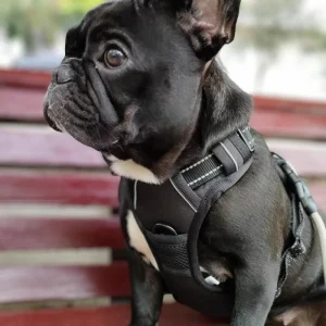 HARNAIS ANTI-TRACTION RÉFLÉCHISSANT