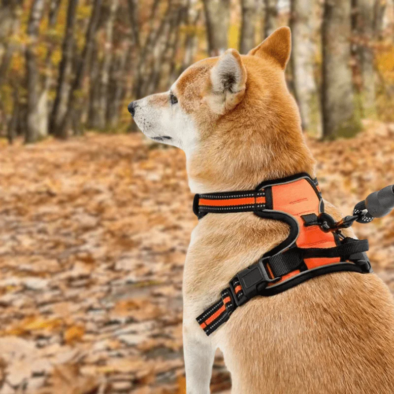 HARNAIS ANTI-TRACTION RÉFLÉCHISSANT – Image 7