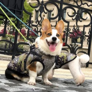 MANTEAU CHIEN HIVER AVEC HARNAIS